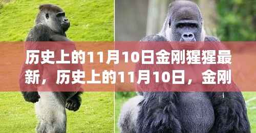 历史上的11月10日,金刚猩猩的最新解读与观点阐述