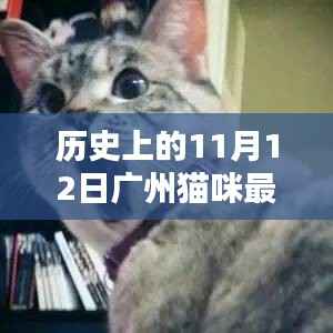 历史上的广州猫咪最新动态,揭秘十一月十二日的猫咪故事