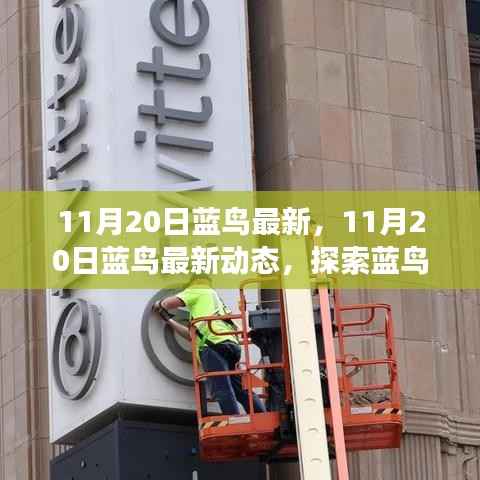探索蓝鸟新动态,创新与发展之路(11月20日最新资讯)