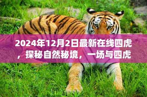 探秘自然秘境,与四虎相伴的心灵之旅(最新在线四虎活动预告)