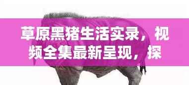 草原黑猪生活实录,视频全集最新呈现,探索黑猪草原生活的独特魅力